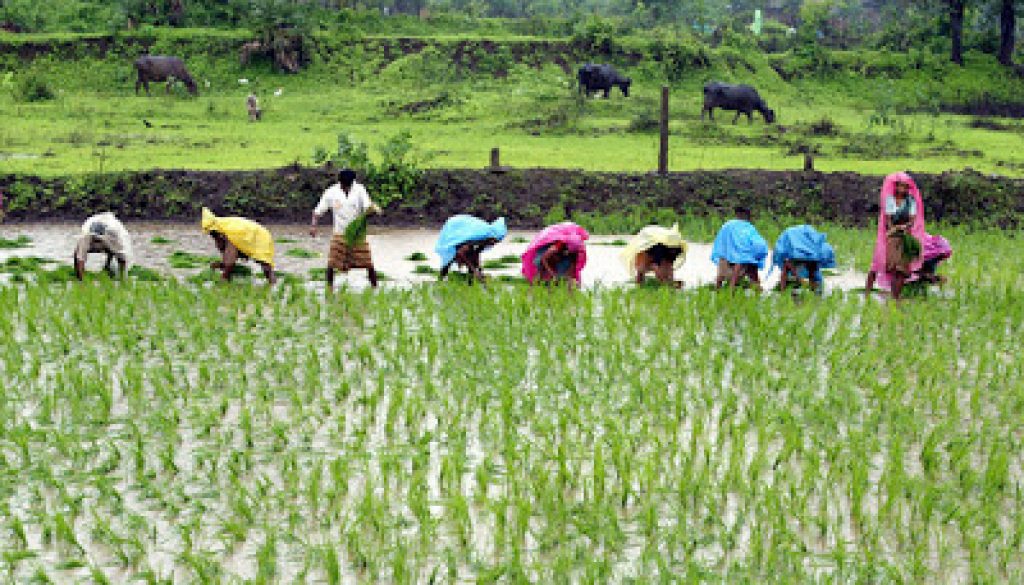 agricultureinnigeria