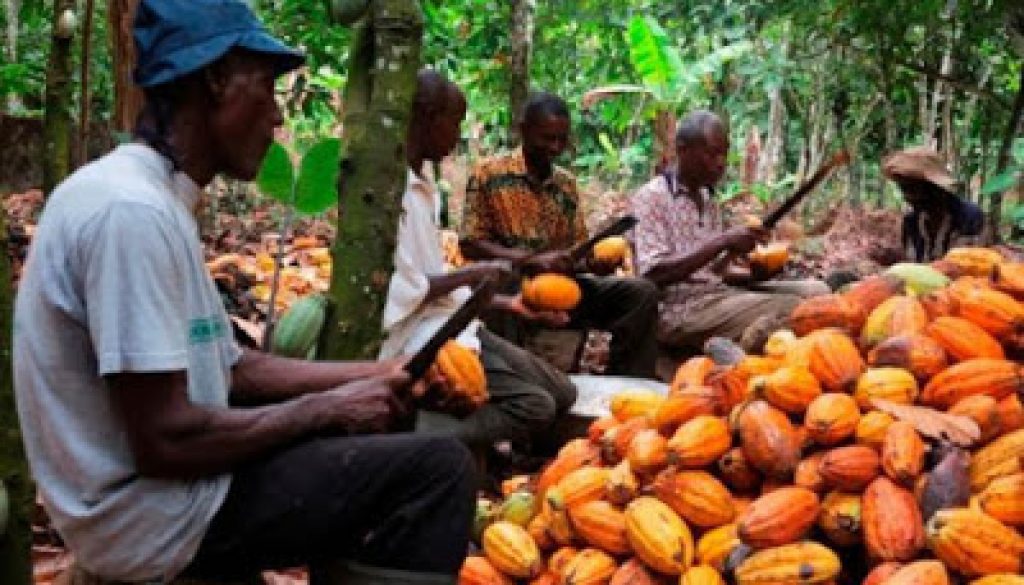 cocoa-production