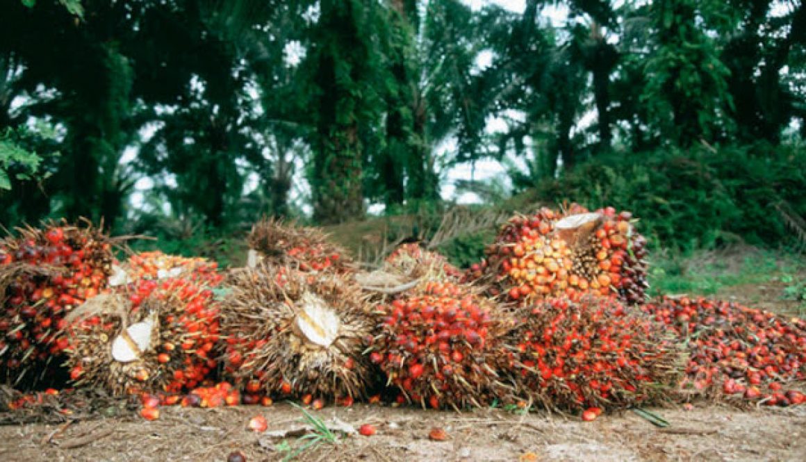 oil-palm-plantation