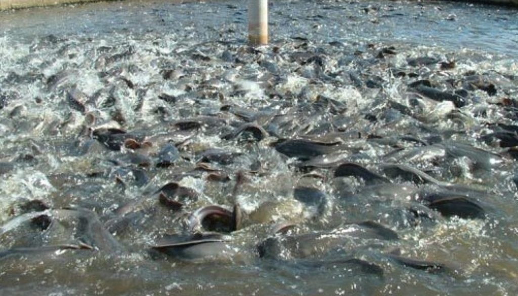 fish-farming