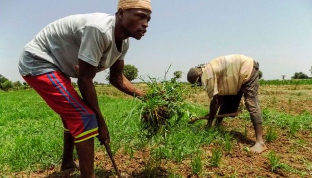 106423312_rice-farming-nigeria