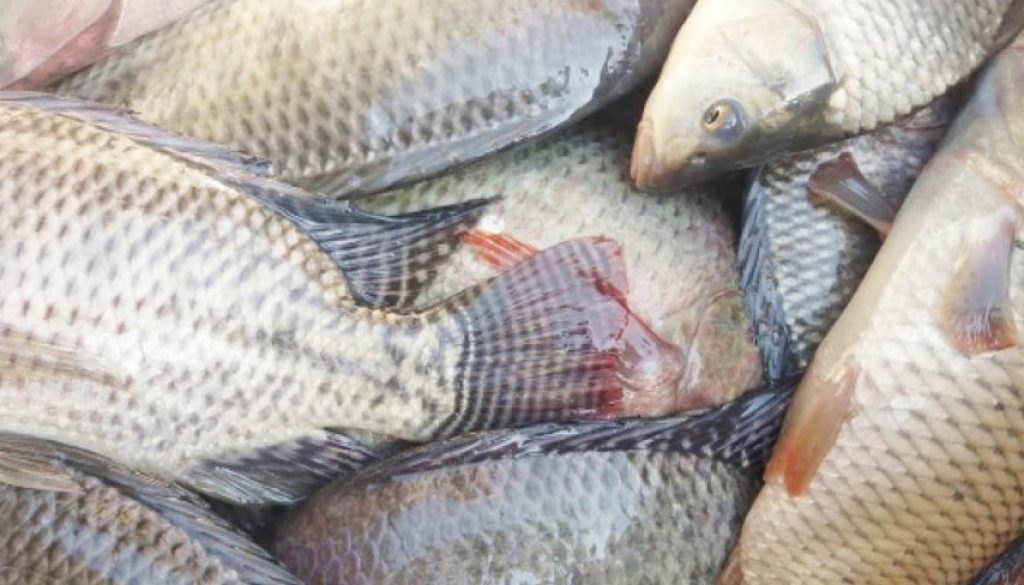 Tilapia-fish