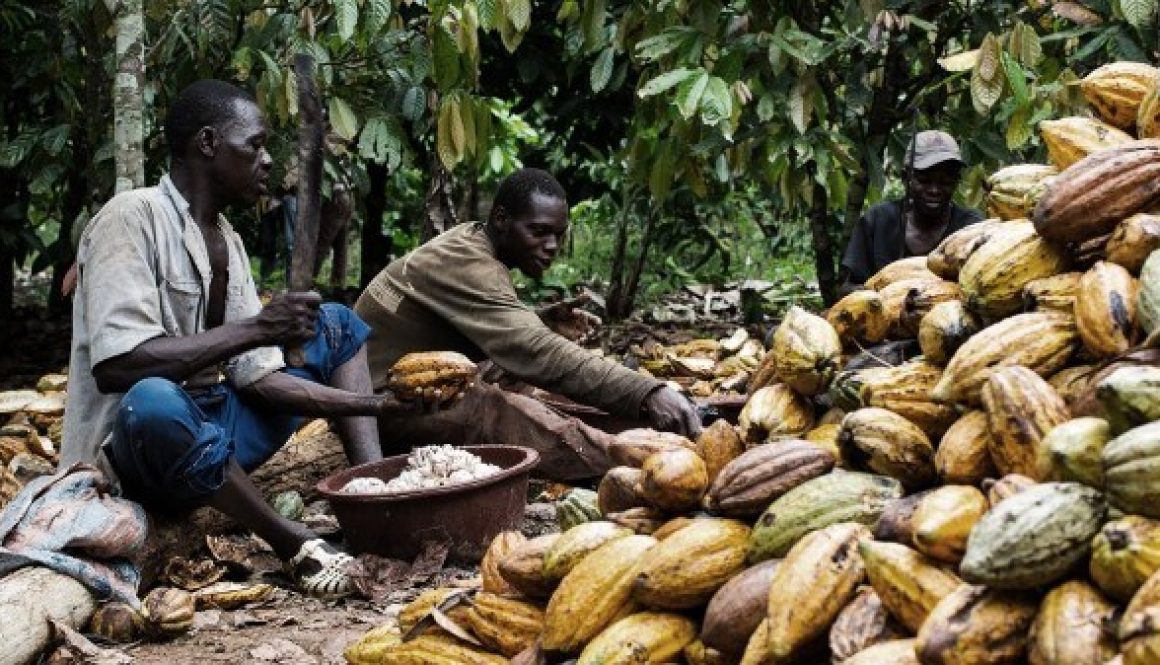 cocoa-farmers