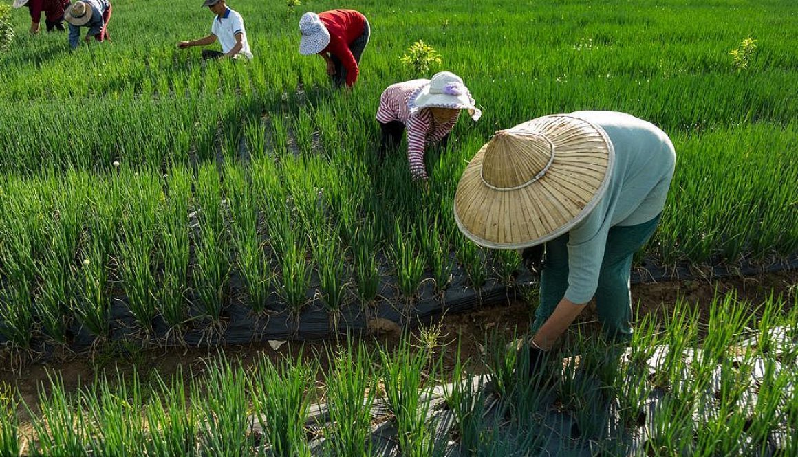 Agriculture-in-China