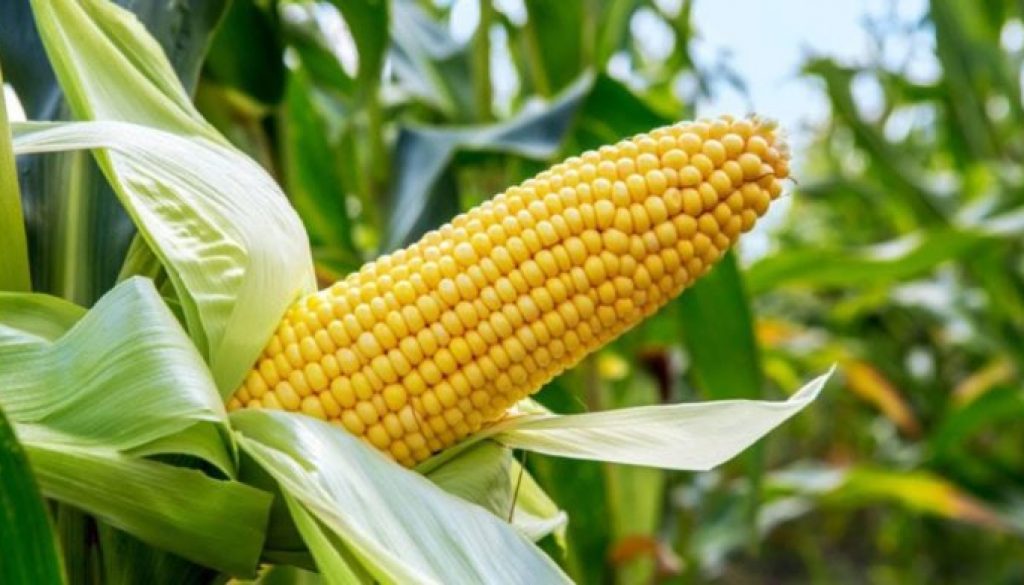 maize-prefered-696x392-1