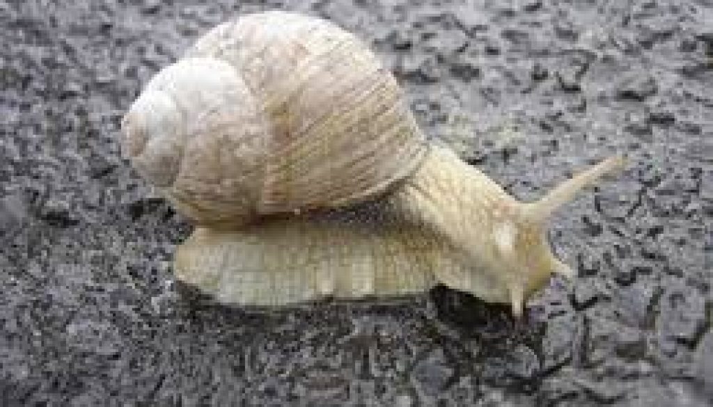 snail