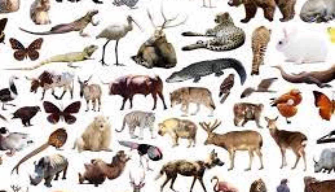 Animals