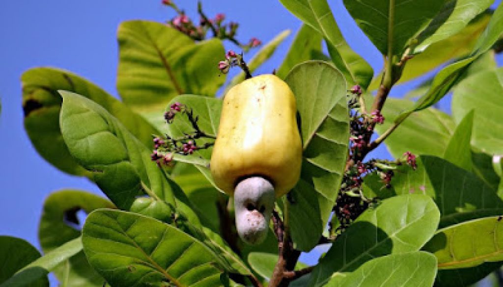 cashnuttree