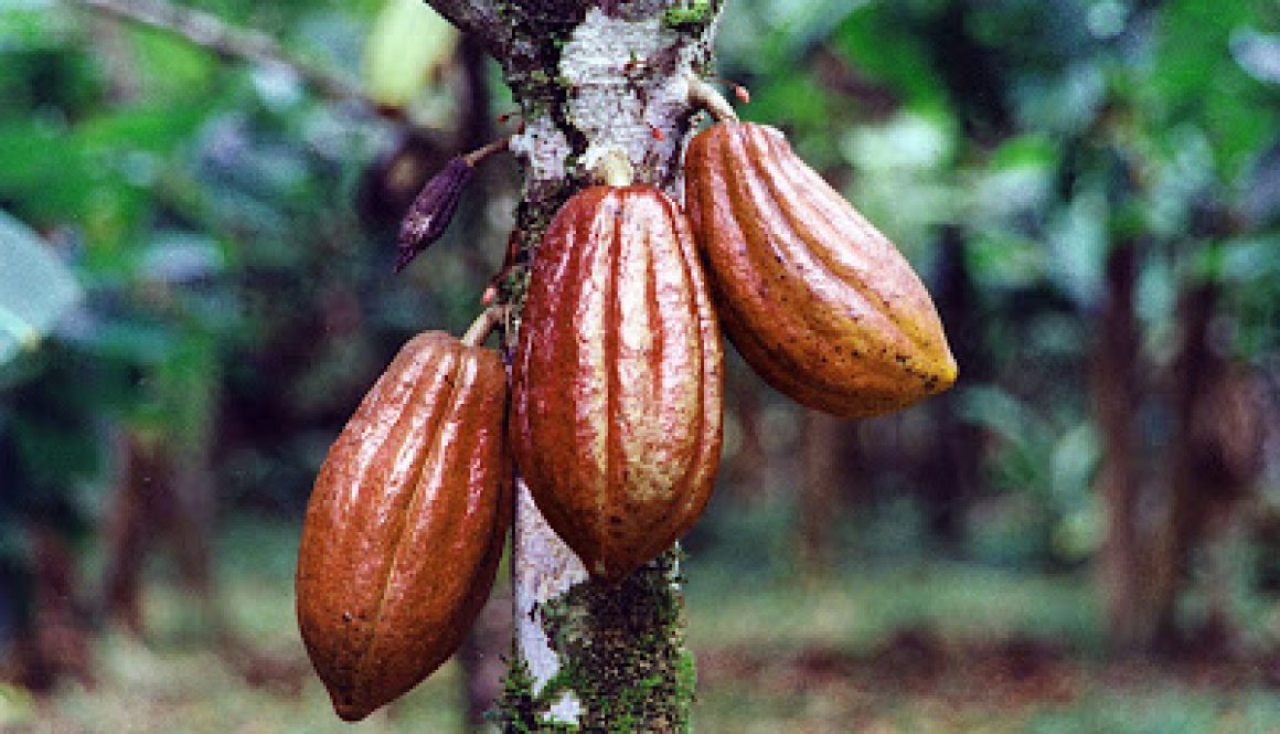 cocoa-bean-pods