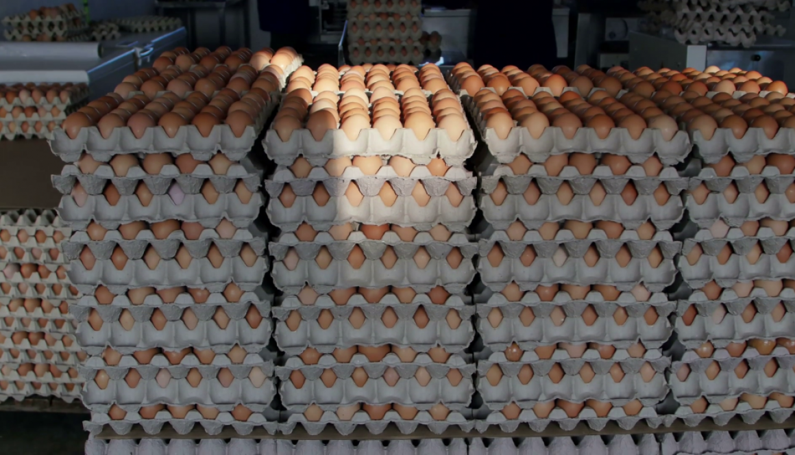 crates-of-fresh-eggs-at-a-poultry-farm_reuf3ywke_thumbnail-full11