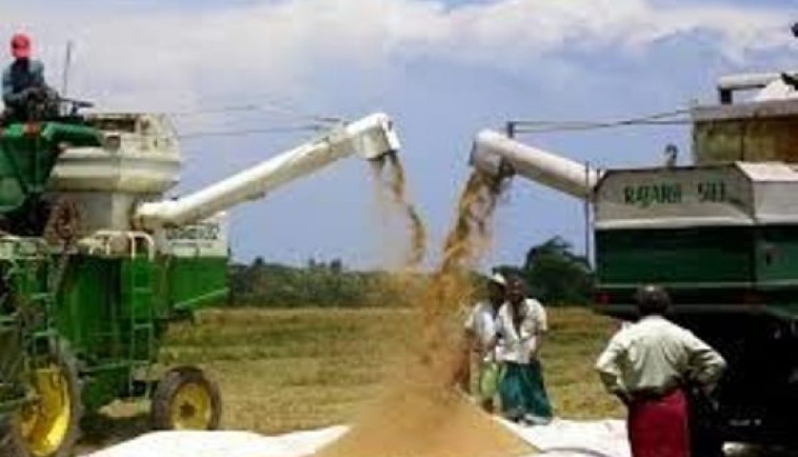 nigeria-records-12m-rice-farmers