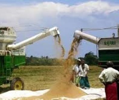 nigeria-records-12m-rice-farmers