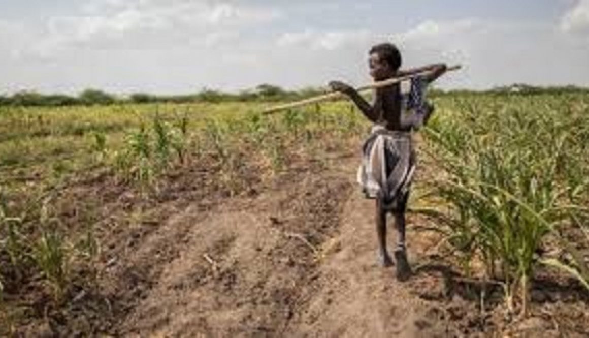 S. Africa farmers seek $220m to mitigate drought