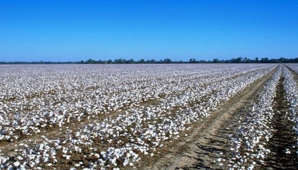 Cotton-farm