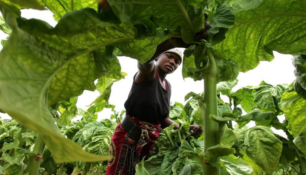 A farm worker reaps tobacco leaves on a farm on the outskirts of the capital Harare