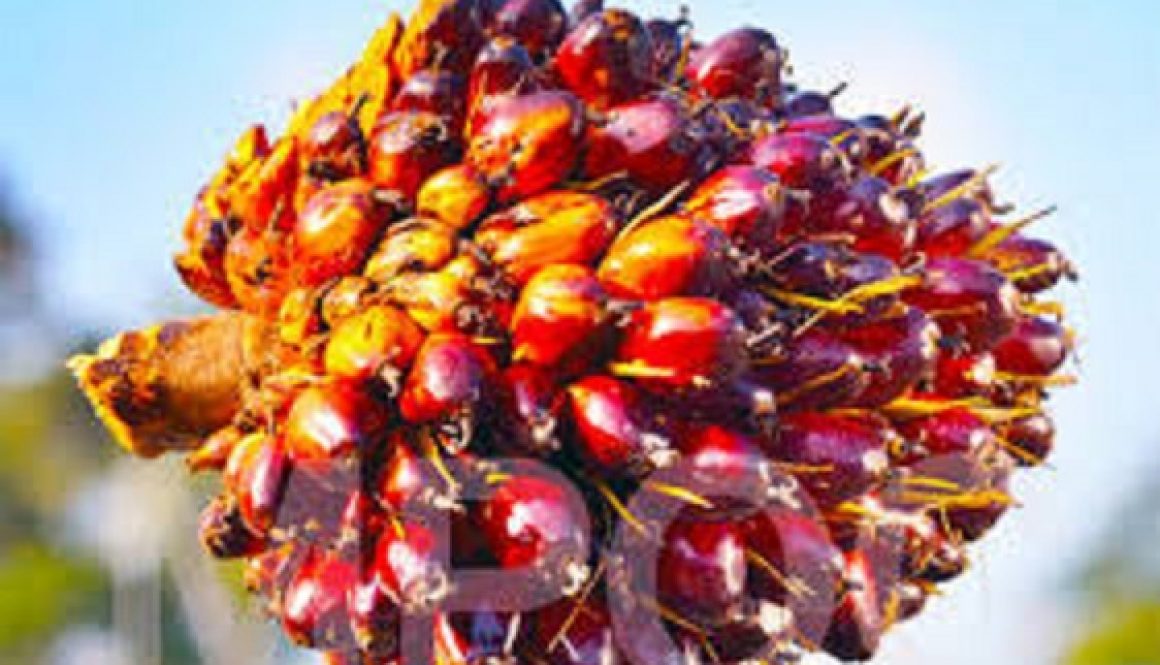 Nigeria spends $500m on palm oil import yearly