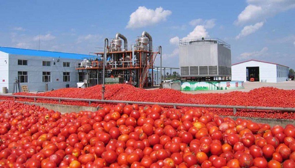 Tomato-processing