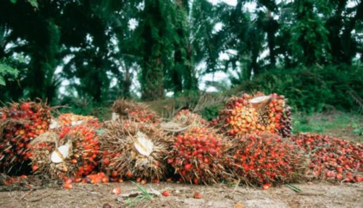 Nigeria seeks to create 4m jobs from oil palm