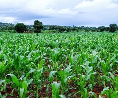 maize-plantation