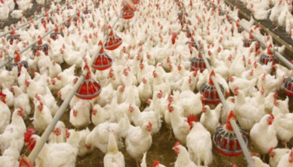 poultry_farming-e1559311033715