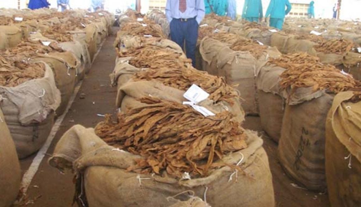 Zimbabwe breaks record in tobacco production