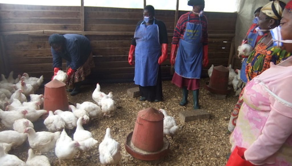 Stakeholders propose boost in local poultry