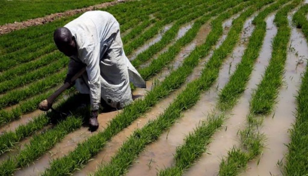Poor-returns-force-farmers-to-abandon-food-crops-in-North-West