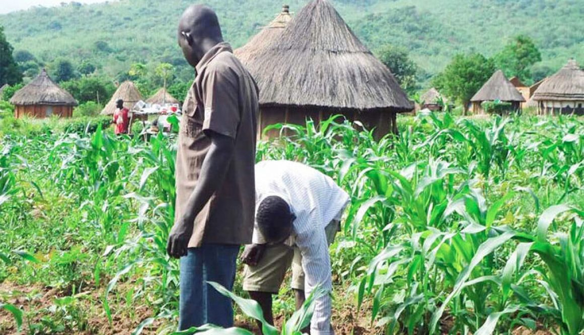 gerian-farmers-are-now-embracing-agricultural-biotechnology.-727x430