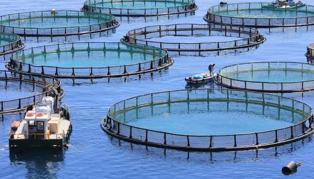 photo-fish-farm-aquaculture