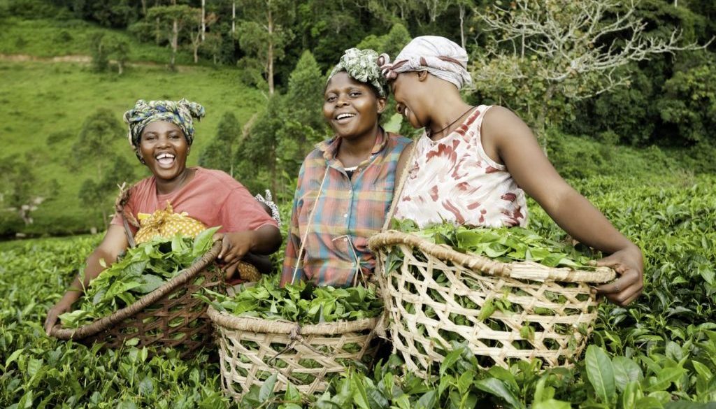 Tea Farmers in Uganda